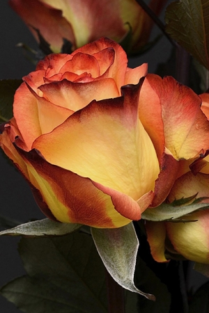 Search for the Essential Meaning of Life: A Lecture with Manly P. Hall (Remastered)