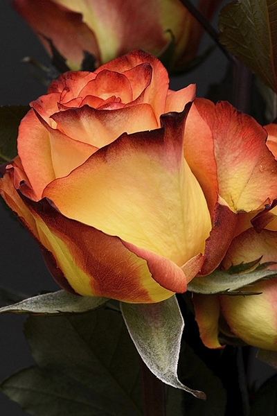 Search for the Essential Meaning of Life: A Lecture with Manly P. Hall (Remastered)